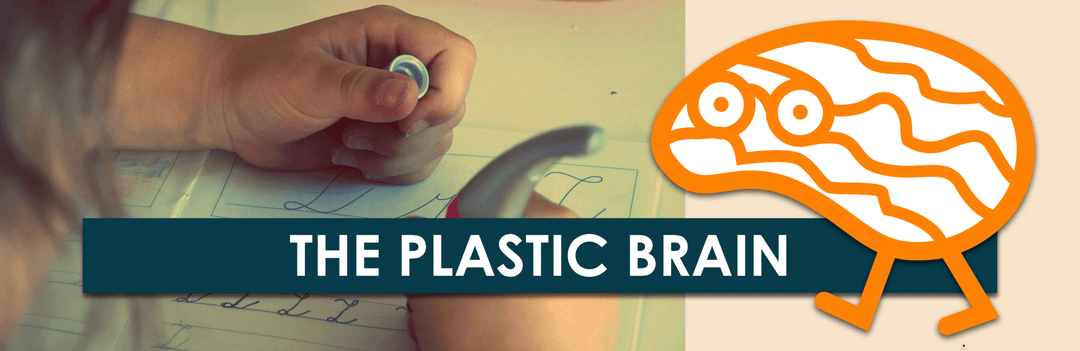 The Plastic Brain | Child1st Publications